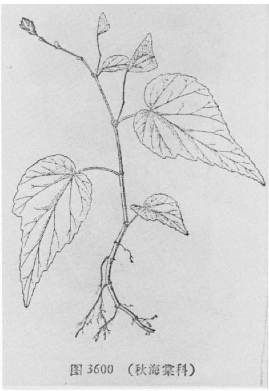 B. yunnanensis var. yunnanensis